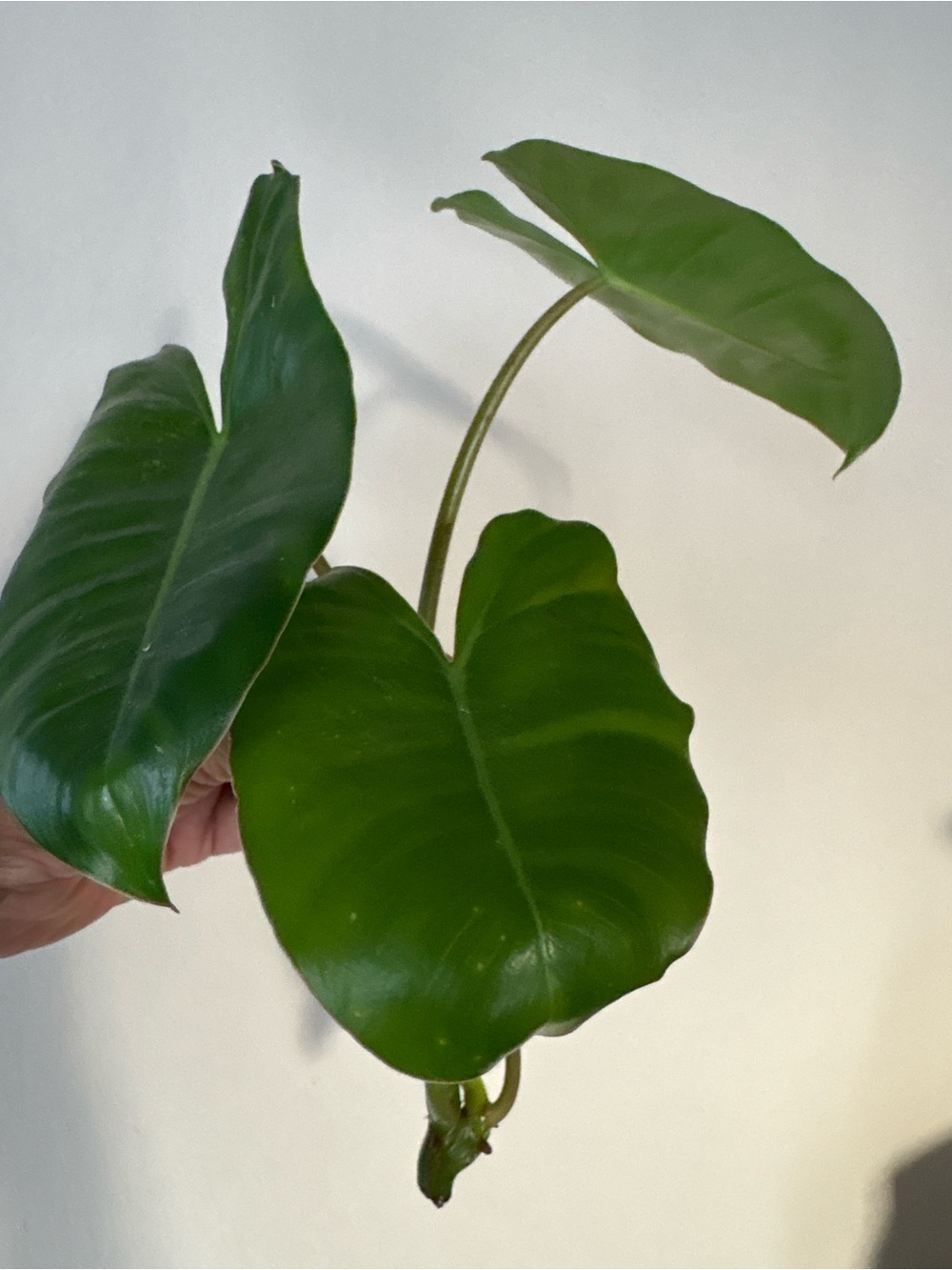 Green Tropical Philodendron Burle Marx cutting